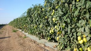 ベジタブルピッキング