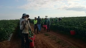 ベジタブルピッキング