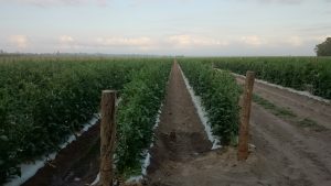 ベジタブルピッキング